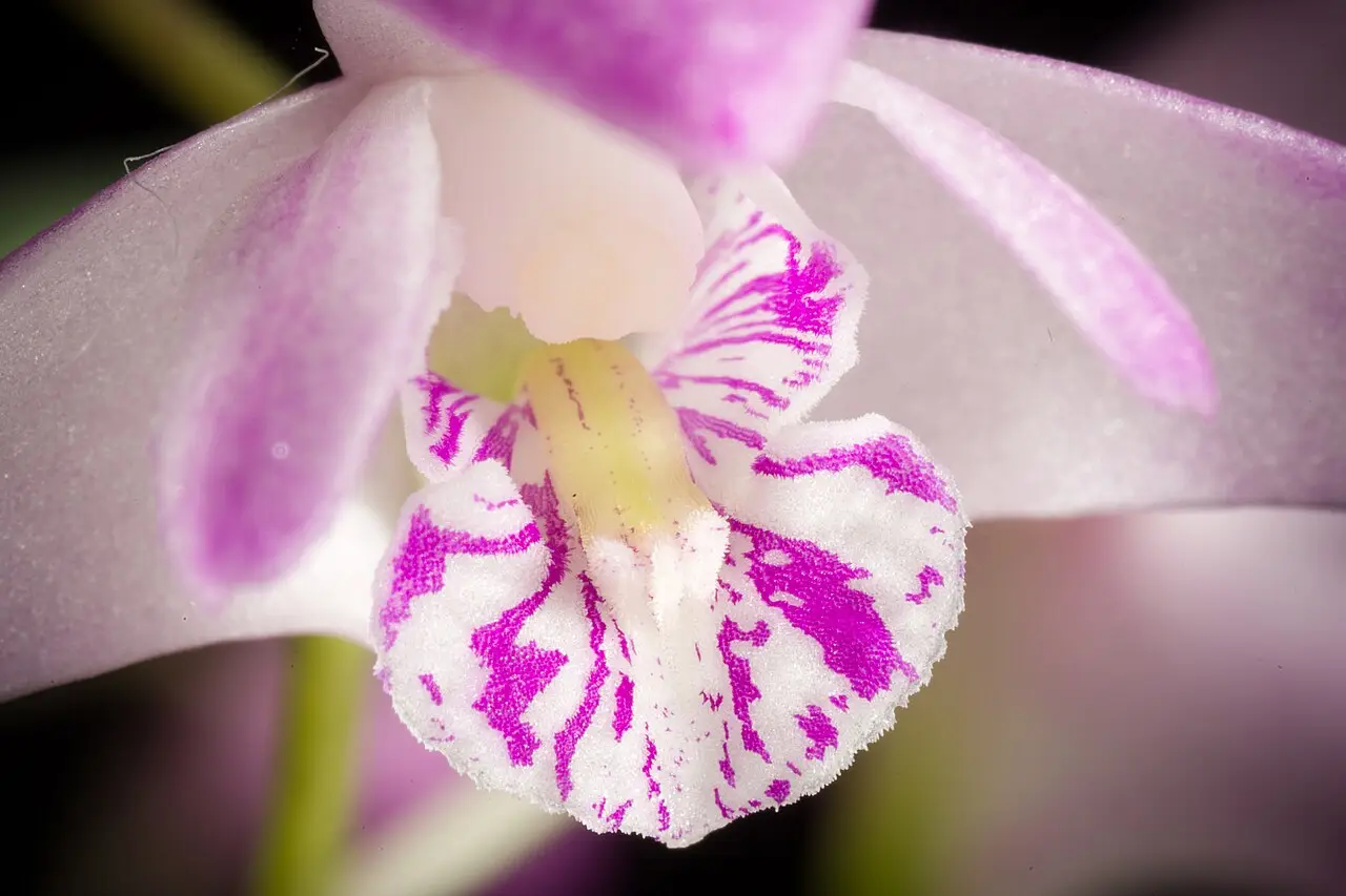 Misc, Crown Heights: Dendrobium kingianum Bidwill ex Lindl., Edwards's Bot. Reg. 30(Misc.) 11 (1844) (49679503222)